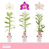 Дендробиум Nobile Mix 1 ствол d12 см h50 см тип 2