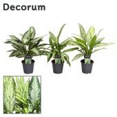 Аглаонема Микс 122/40 см (Голландия)