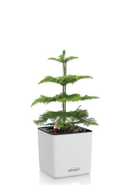 Араукария 1 ствол 10/30 см в CUBE COLOR 14