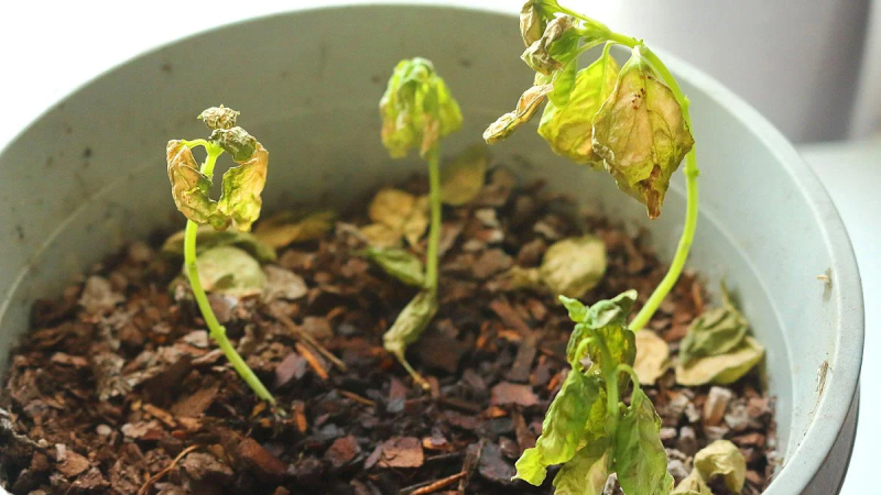 Ошибки новичков: почему растение погибает и как этого избежать