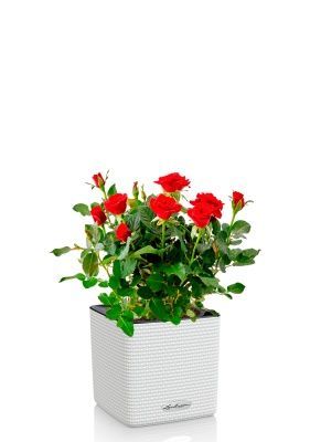 Роза Бо Монд красная 12/25 см в CUBE COLOR 14, белый