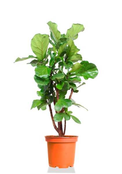 Фикус Лирата бранч d24 см h120 см