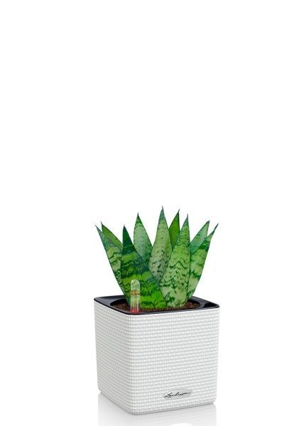 Сансевиерия Зейланика 9/30 см в CUBE COLOR 14 Сансевиерия Зейланика 9/30 см в CUBE COLOR 14