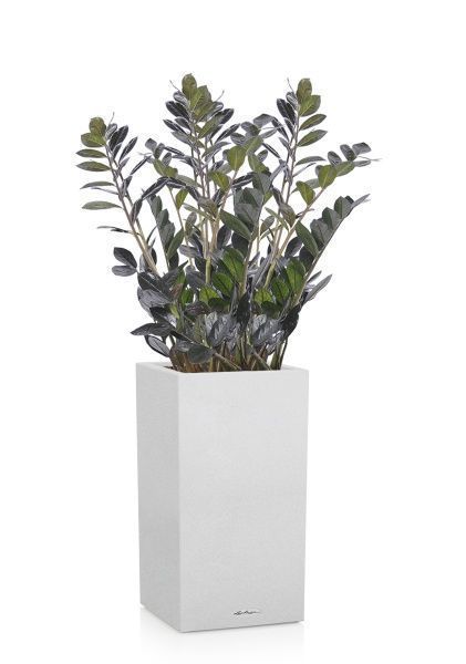 Замиокулькас Равен в CANTO STONE HIGH 40