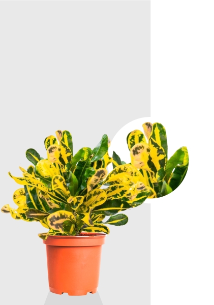 Кротон Еллоу 12/30 см