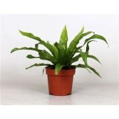 Асплениум Антигум d12 см h30 см