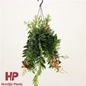 Эсхинантус Каролина d15 см h40 см