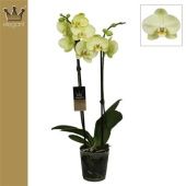 Фаленопсис 2 ствола Royal Yellow 18+ (bernhard) d12 см h60 см