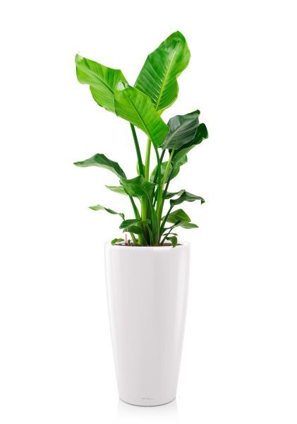 Стрелиция Николай 24/130 см в RONDO 32