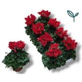Цикламен Compact Red d10.5 см h17.5 см