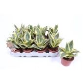 Сансевиерия Голден Ханни d9 см h20 см