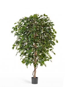 Фикус Бенджамина Де Люкс