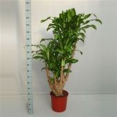 Драцена Массанжеана Бранч разветвленная d35 см h180 см