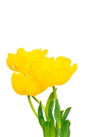 Тюльпан 7/15 см в CUBE GLOSSY KISS 14 