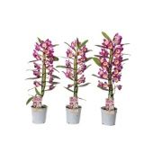 Дендробиум Nobile Classic Akatsuki 1 ствол розовый d12 см h60 см