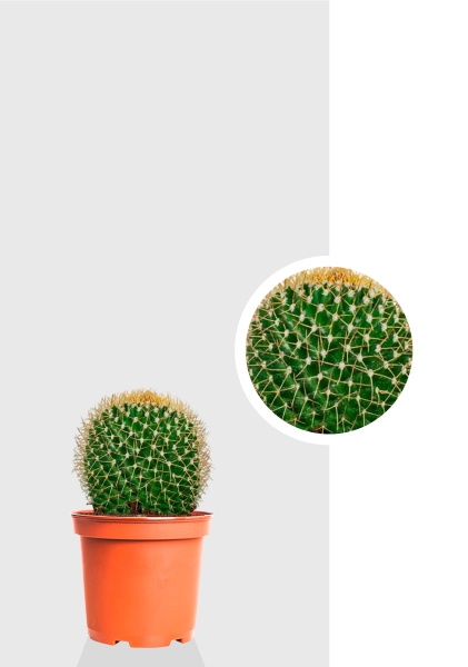 Кактус Маммиллярия Полителе 12/20 см