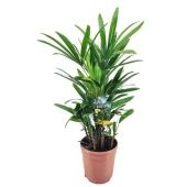 Рапис Excelsa d21 см h70 см Рапис Excelsa d21 см h70 см