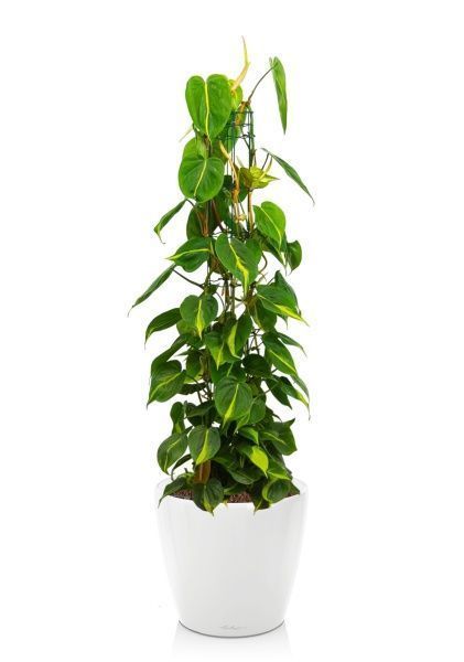 Филодендрон Сканденс Бразил на опоре 24/120 см в CLASSICO LS 35