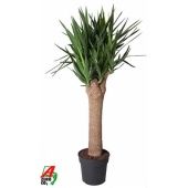 Юкка Branched d34 см 160 см