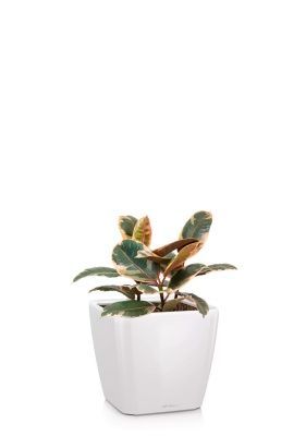 Фикус Эластика Белиз 3 ствола 23/35 см в QUADRO LS 28, белый блестящий