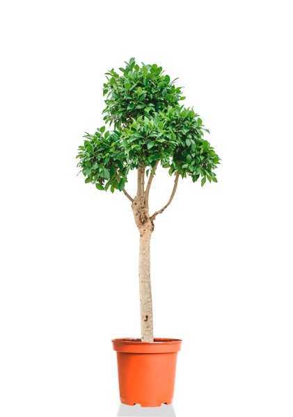 Фикус Моклейм на стволе разветвленный d45 см h140 см