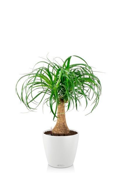 Нолина на стволе в CLASSICO COLOR 28