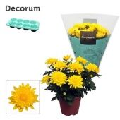 Хризантема Грандеза желтая (decorum) d13 см h25 см