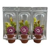 Венерина мухоловка Дионея d5.5 см h18 см тип 1