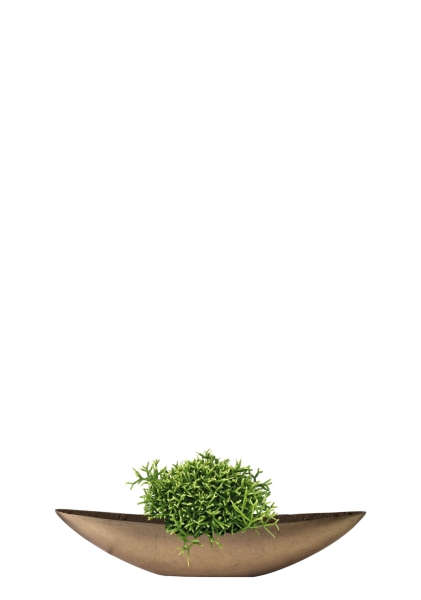 Рипсалис Бурчелли 12/30 см в TREEZ Effectory, Ваза-Лодка