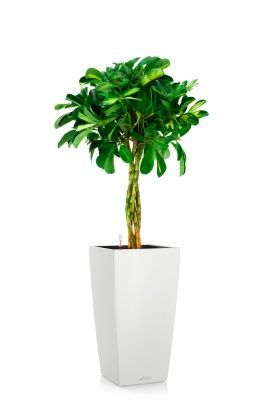 Шеффлера Голд Капелла 21/75 см в CUBICO COLOR 30, белый 