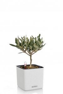 Олива в CUBE COLOR 14