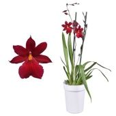 Орхидея Камбрия Ред Вельвет 2 ствола в белом кашпо d12 см h55 см