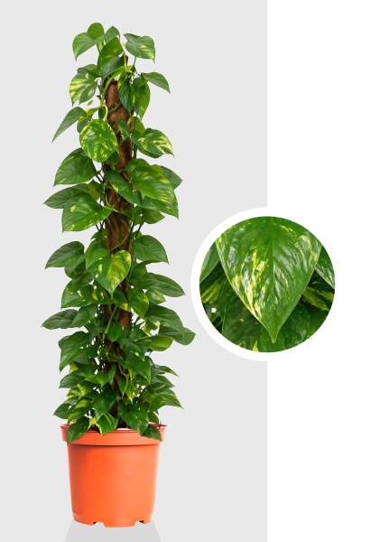 Эпипремнум Сциндарсус Ауреум на опоре d24 см h110 см тип 1
