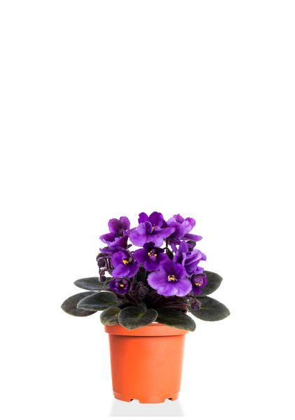 Фиалка микс 12/25 см