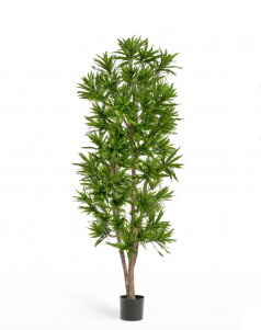 Драцена Рефлекса