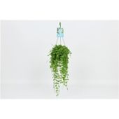 Дисхидия Нуммулярия d14 см h40 см Дисхидия Нуммулярия d14 см h40 см