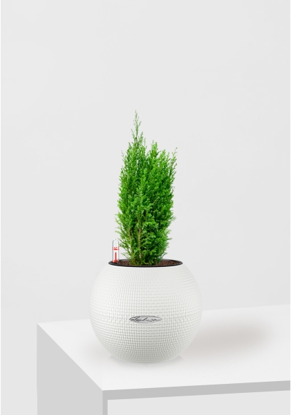 Кипарисовик микс 9 см в PURO 20