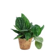 Эпипремнум Марбл Планет d12 см h28 см