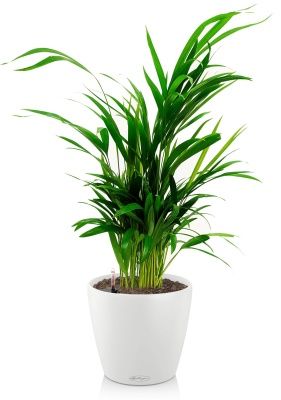 Хризалидокарпус в CLASSICO COLOR 21, белый