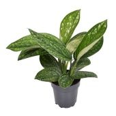 Эпипремнум Марбл Планет d12 см h30 см