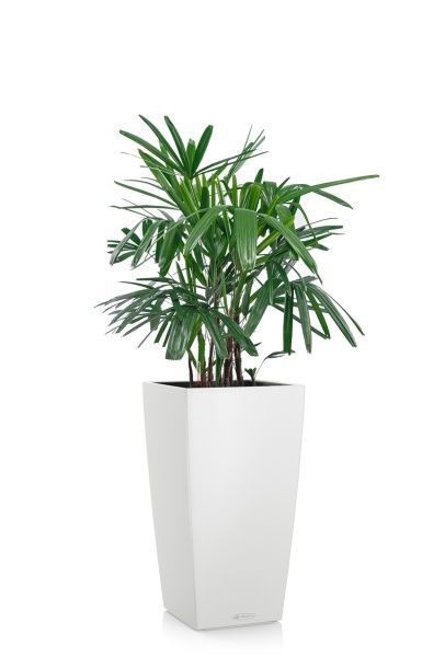 Рапис 21/90 см в CUBICO COLOR 30 Рапис 21/90 см в CUBICO COLOR 30