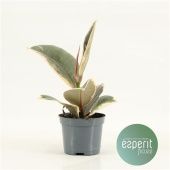 Фикус Эластика Тинеке d8.5 см h20 см