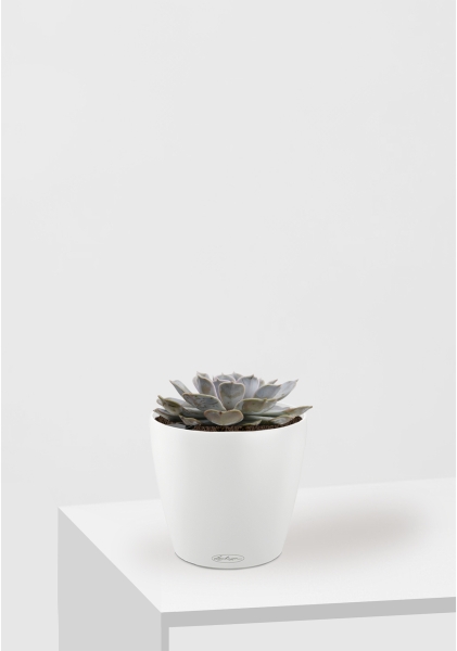 Эхеверия Лилацина 12/20 см в CLASSICO COLOR 18 Эхеверия Лилацина 12/20 см в CLASSICO COLOR 18