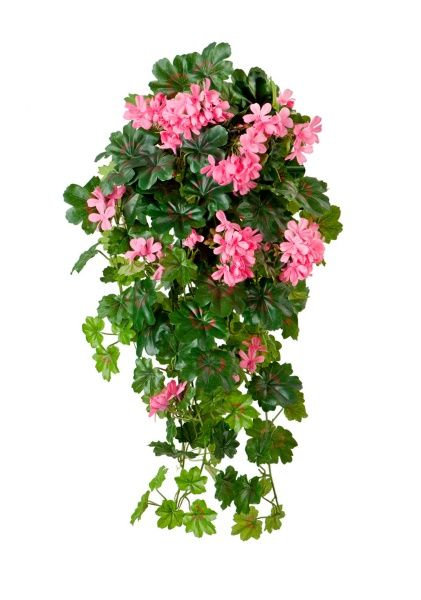 Герань ярко-розовая ампельная