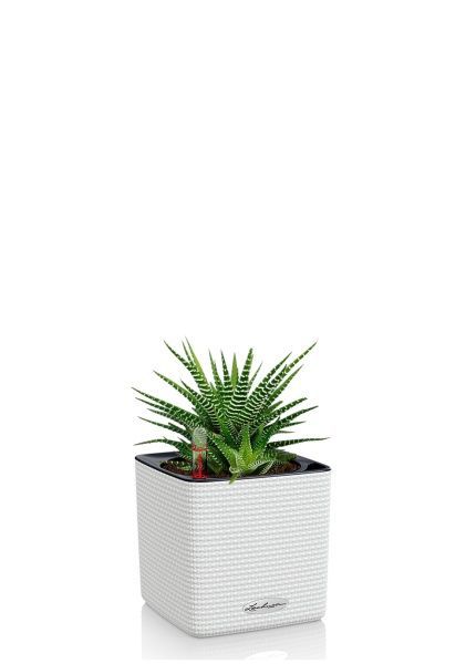 Хавортия микс 10 см в CUBE COLOR 14