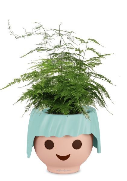 Аспарагус в OJO