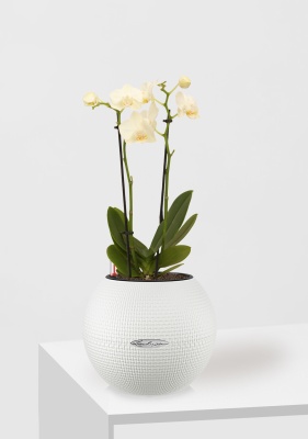 Орхидея Фаленопсис мини микс 9/30 см в PURO 20