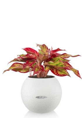 Аглаонема Крит в PURO 20, белый