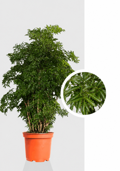 Полисциас Ming Branched d27 см h110 см Полисциас Ming Branched d27 см h110 см