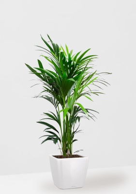 Ховея Кентия 27/160 см в QUADRO LS 28, белый блестящий 